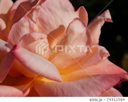 近づいた桃色の薔薇 近づいた桃色の薔薇 74311564