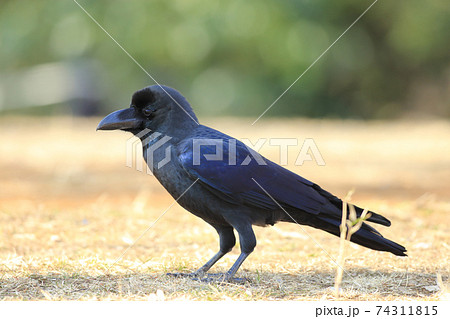 きれいなカラス 74311815