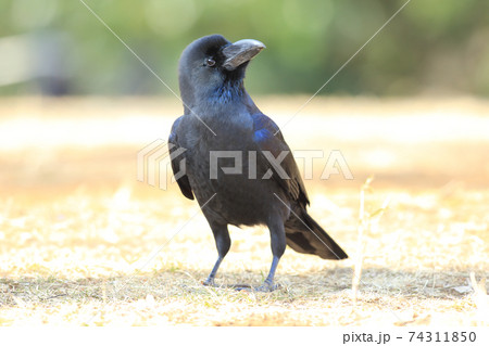 きれいなカラス 74311850