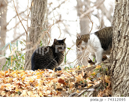 都市公園の猫にらみ合いの写真素材 74312095 Pixta