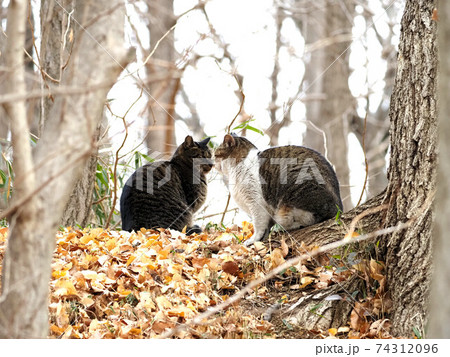 都市公園の猫にらみ合い 都市公園の猫にらみ合い 74312096