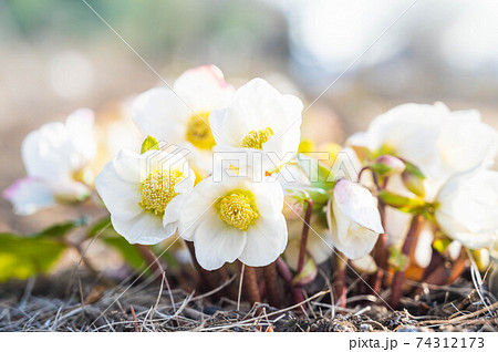 路地のクリスマスローズ 74312173