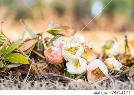 路地のクリスマスローズ 74312174