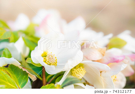 路地のクリスマスローズ 路地のクリスマスローズ 74312177