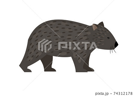Exotic australian animal wombat Exotic australian animal wombat 74312178