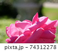 桃色の薔薇 74312278