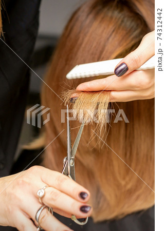 Hairdresser cuts tips female hair Hairdresser cuts tips female hair 74312442