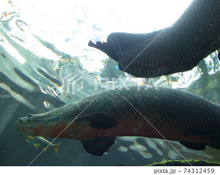 栃木県那珂川水遊園のピラルク 74312459
