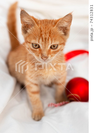 Small brown kitten with a red toy sits on a white blanket 74312831