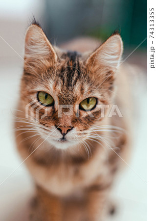 Adult serious brown cat with green eyes looking at the camera Adult serious brown cat with green eyes looking at the camera 74313355