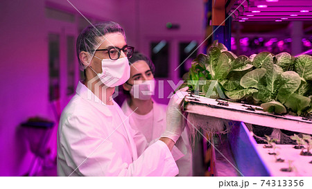 Workers with face mask on aquaponic farm, sustainable business and coronavirus. 74313356