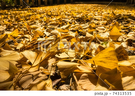奈良県五條市にある大日川丹生神社（おびかわにゅう）の大イチョウ！ 74313535