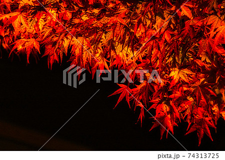奈良県吉野山の紅葉ライトアップ 74313725