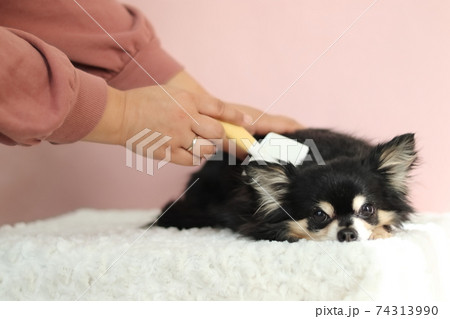 ブラッシング中のチワワ 犬 ブラッシング中のチワワ 犬 74313990