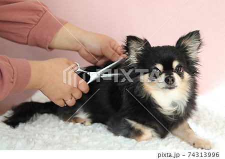 女性にトリミングしてもらうチワワ 犬 女性にトリミングしてもらうチワワ 犬 74313996