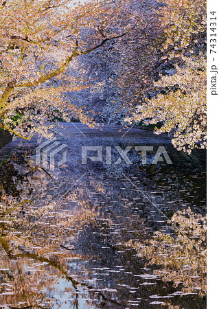 弘前公園の桜 74314314