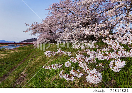 桜並木 74314321