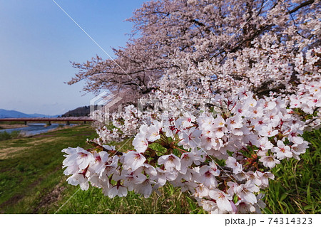 桜並木 74314323