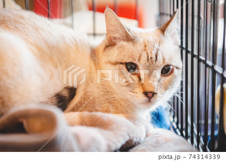 ケージの中でくつろぐ、かわいい猫 74314339