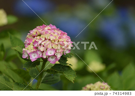 晴れ間に咲く紫陽花 74314983