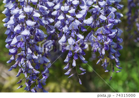 綺麗に咲く藤の花 綺麗に咲く藤の花 74315000