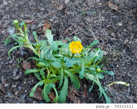 クリサンセマム・ムルチコーレ 74315311