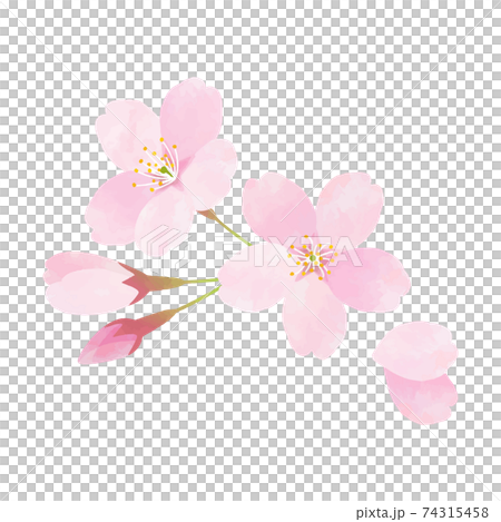 Sakura Sakura Somei Yoshino 74315458