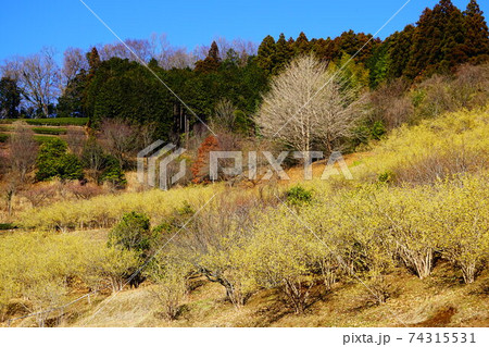 神奈川　松田町寄ロウバイ園 74315531
