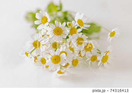 マトリカリアの花の写真素材