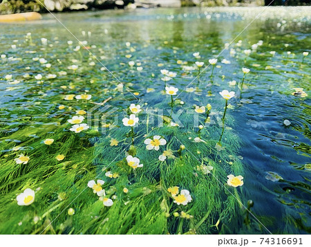 醒井に咲く梅花藻 74316691