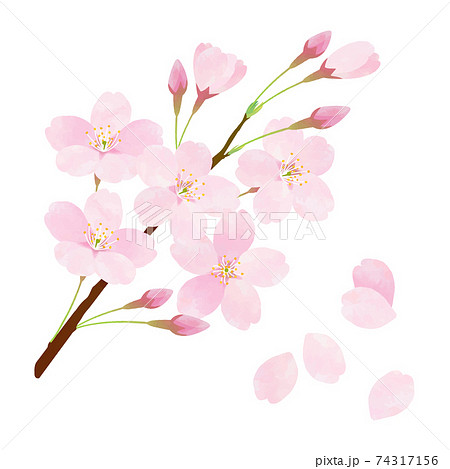 桜 さくら サクラ ソメイヨシノ 74317156