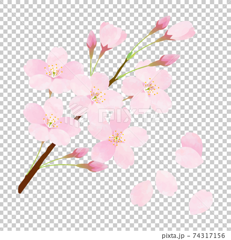桜 さくら サクラ ソメイヨシノ 74317156