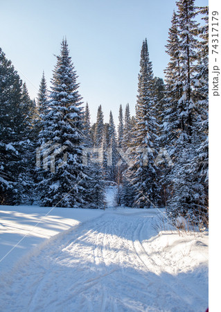 A walk through the winter forest. Beautiful winter landscape. 74317179