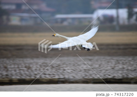 割子そば 割子そば 74317220