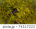 葉 グリーン 樹木 74317222