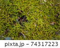 葉 グリーン 樹木 74317223