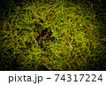 葉 グリーン 樹木 74317224