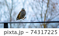 野鳥 自然 屋外 74317225