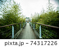 森林 森 グリーン 74317226