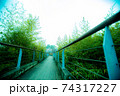 葉 背景 グリーン 74317227