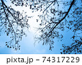葉 背景 樹木 74317229