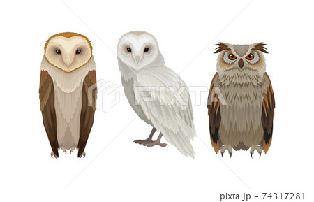 Different Species of Owls as Nocturnal Birds of Prey with Hawk-like Beak and Forward-facing Eyes Vector Set 74317281