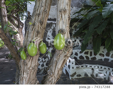 Calabash Tree, Crescentia cujete with big fruits on trunk in botanical garden, Jardin Botanico in Agaete. Gran Canaria, Canary Islands, Spain 74317288