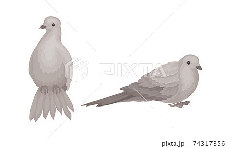 White Domestic Pigeon or Dove as Feathered Bird Vector Set White Domestic Pigeon or Dove as Feathered Bird Vector Set 74317356