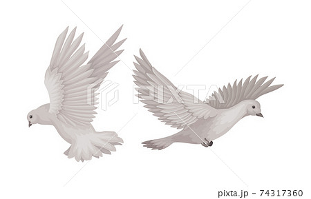 Grey Domestic Pigeon or Dove as Feathered Bird Vector Set 74317360