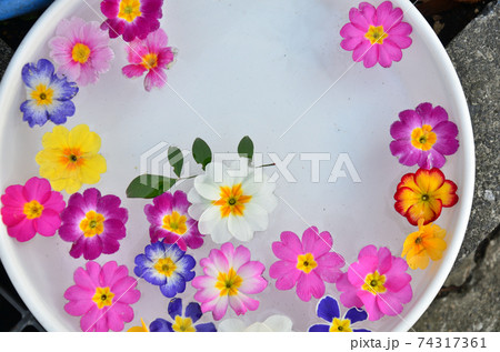 ピンク色の花水に浮かべて 74317361