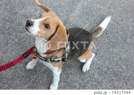 ビーグル犬横顔 74317494