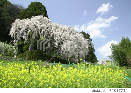 菜の花と桜 菜の花と桜 74317734