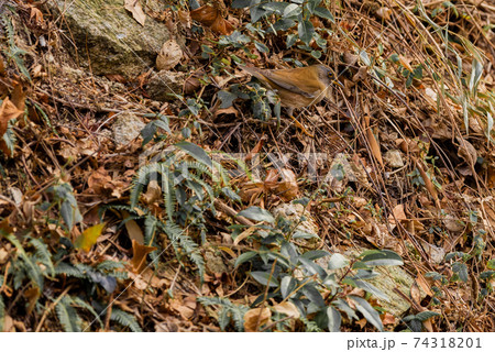 枯れ葉に紛れる野鳥 74318201