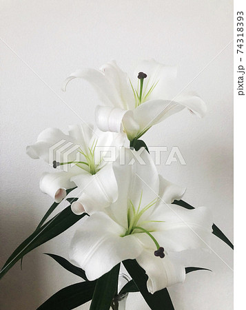 白バック ユリ 百合の花 冠婚葬祭の写真素材